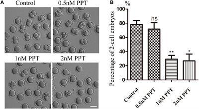 Podophyllotoxin Exposure Causes Spindle Defects and DNA Damage-Induced Apoptosis in Mouse Fertilized Oocytes and Early Embryos